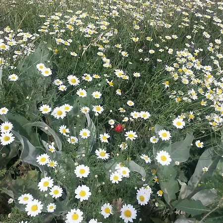 Izzet Efendi Konak & アパートホテル