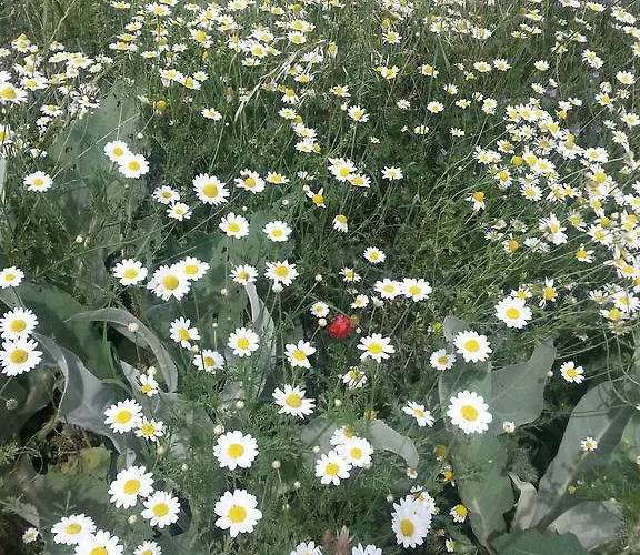 Izzet Efendi Konak & Lägenhetshotell